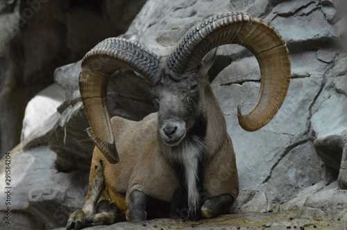 Urial laying on the rocks
