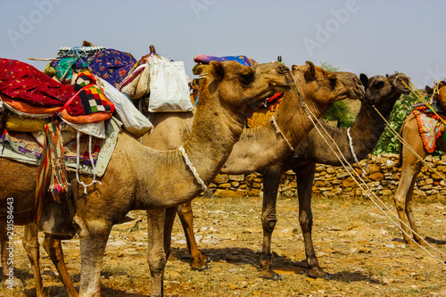 camels ready for desert hike in jaisalmer, rajasthan, india