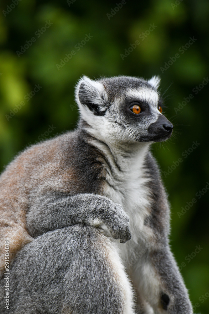 Katta im Zoo Katta im Zoo