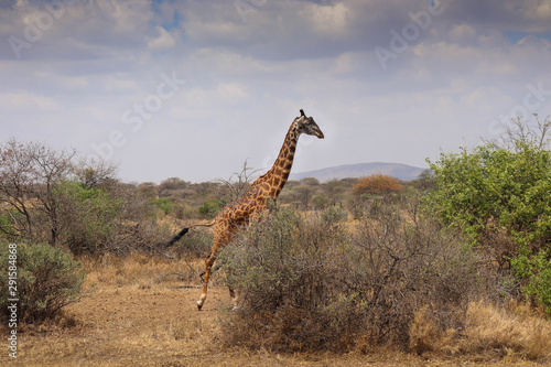 A lone giraffe at a safari in Africa