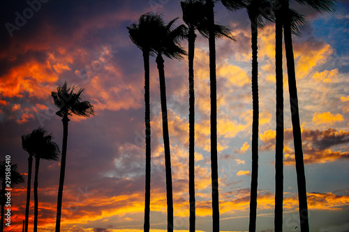 palm trees backlit at sunset along the croisette of cannes in provence, france