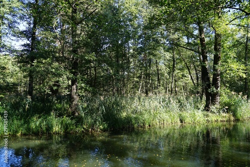 Wasserlandschaft im Spreewald bei Sonnenschein