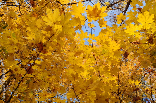 Yellow leaves, autumn, blue sky - halloween forest