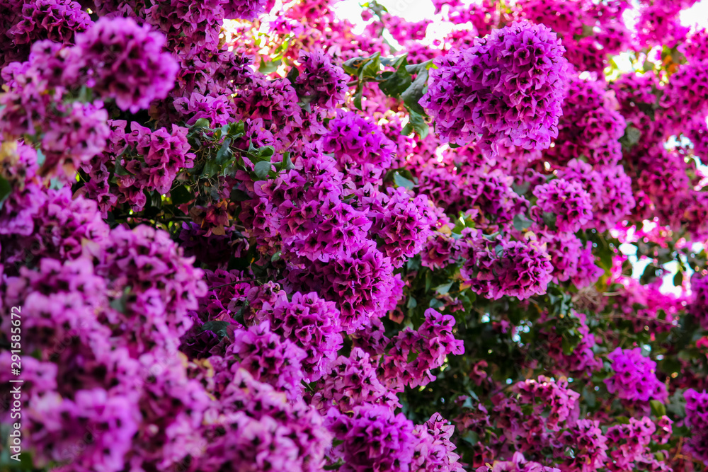 group of pink bougainvillea lit by the sun of French provence group of pink bougainvillea lit by the sun of French provence