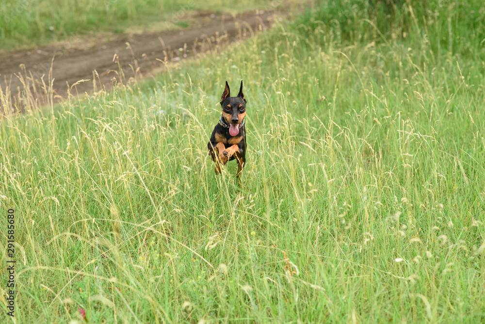 Young little miniature pinscher is playing in the park on a warm summer day Young little miniature pinscher is playing in the park on a warm summer day