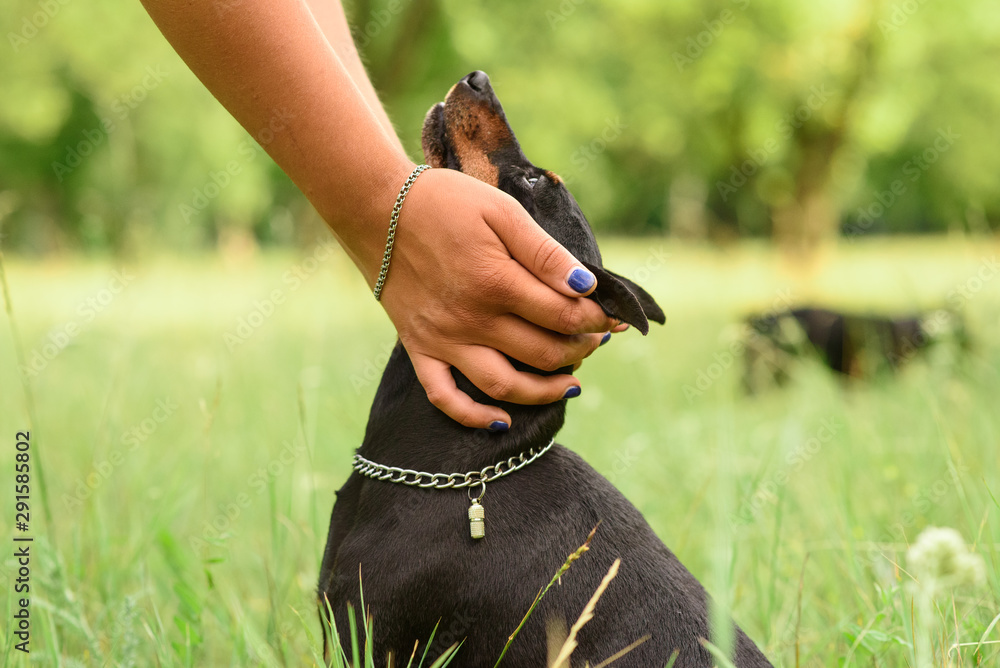 Ταπετσαρία Young little miniature pinscher is playing in the park on a warm summer day