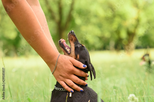 Bild auf Leinwand Young little miniature pinscher is playing in the park on a warm summer day
