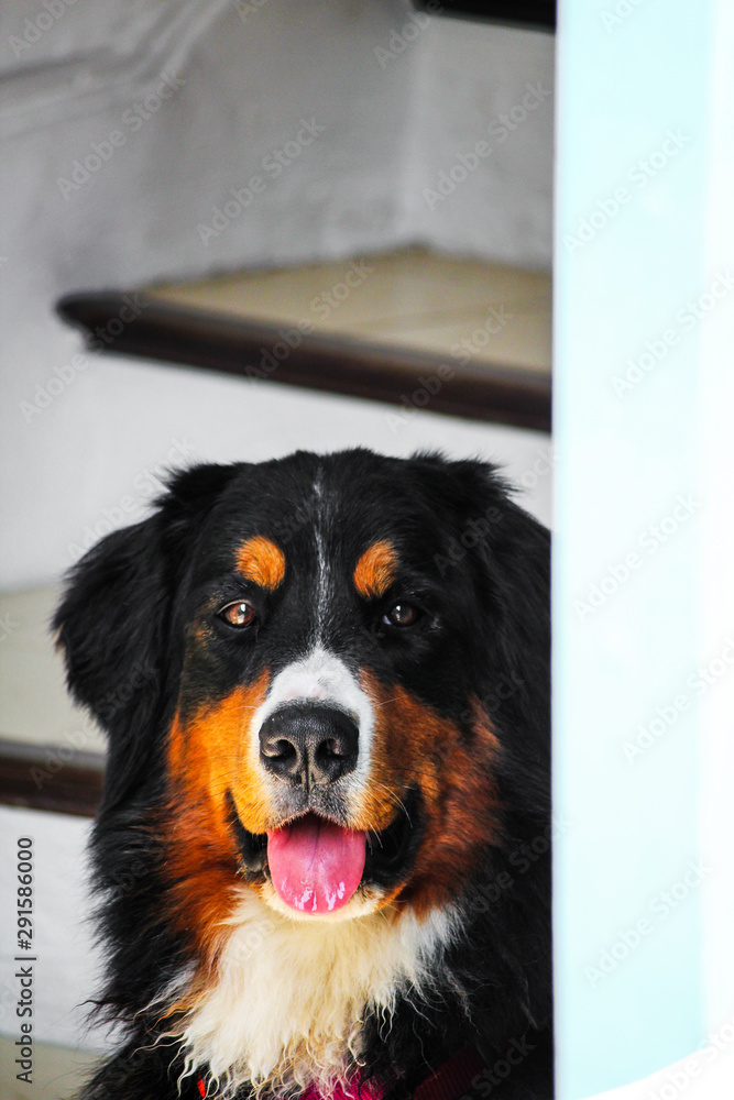 closeup of the muzzle of a Bernese Mountain Dog with his tongue sticking out