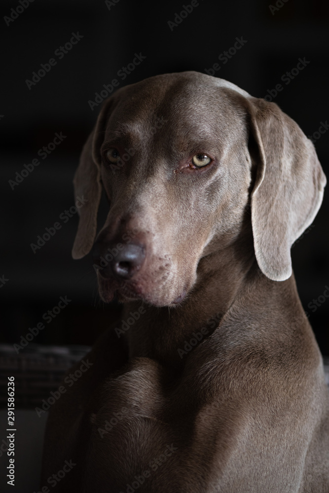Portrait of a Weimaraner Dog