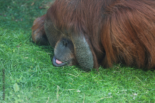 Male orangutan ( Pongo pygmaeus) resting on the green grass at the zoo