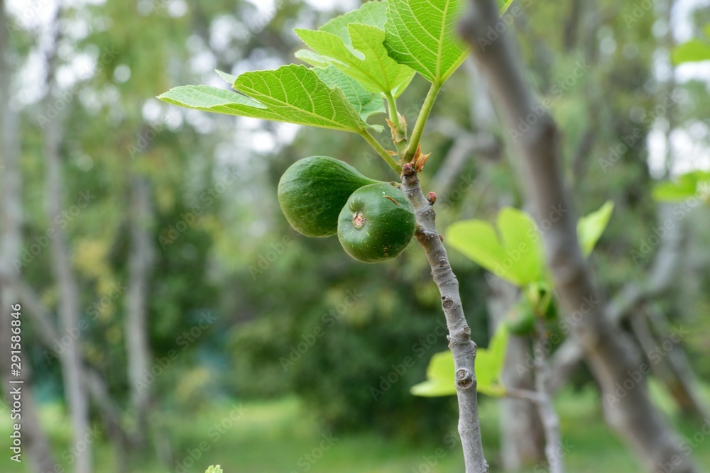 Image shows two young figs hanging from a branch. Image shows two young figs hanging from a branch.