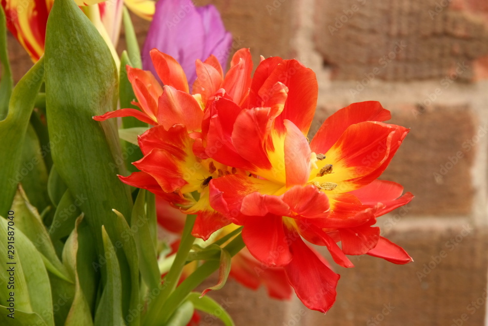 tulips flowers of spring