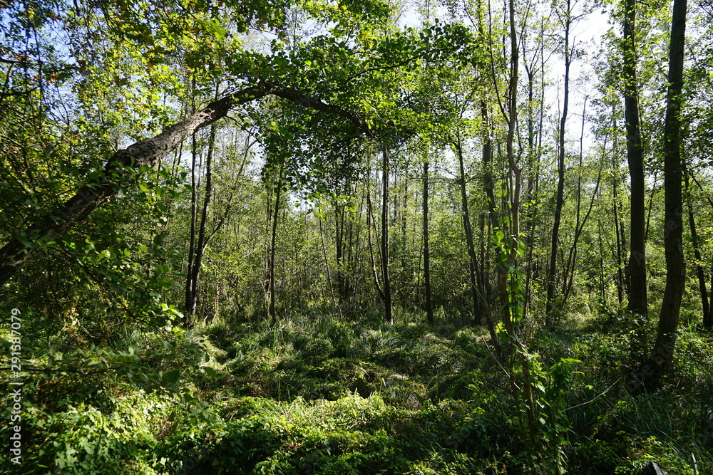 Wilde, sonnige Waldandschaft im Spreewald Wilde, sonnige Waldandschaft im Spreewald