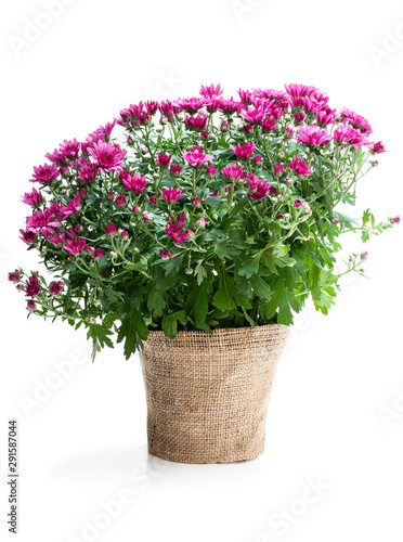 Pot of purple flowering chrysanthemums isolated on white