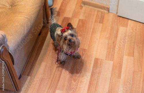 Dog goes for a walk. Yorkshire Terrier is standing at the door.