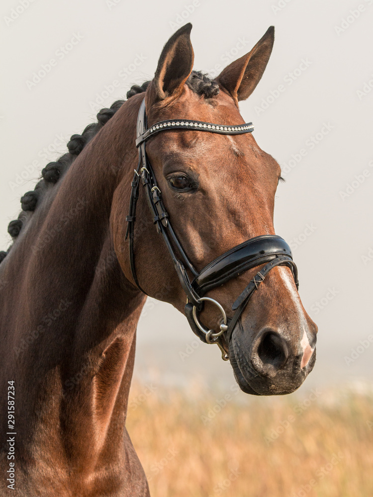 Fototapeta premium Portrait of a friendly looking Dutch warmblood dressage horse looking to the right.