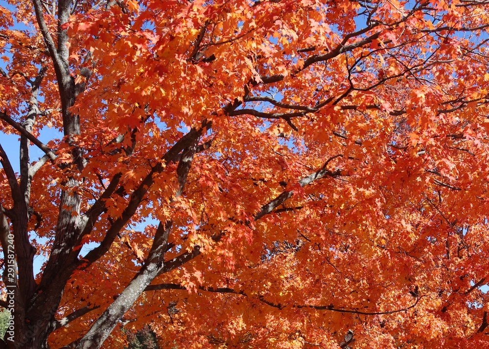 DEEP ORANGE FALL TREE LEAVES DEEP ORANGE FALL TREE LEAVES