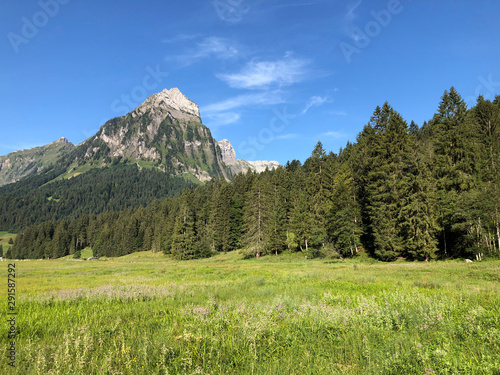 Evergreen or coniferous forests on the slopes of the Oberseetal alpine valley and in the Glarnerland tourist region, Nafels (Näfels or Naefels) - Canton of Glarus, Switzerland photo