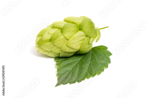 Green hop isolated on white background. Fresh green hop isolated closeup with leaf on white background