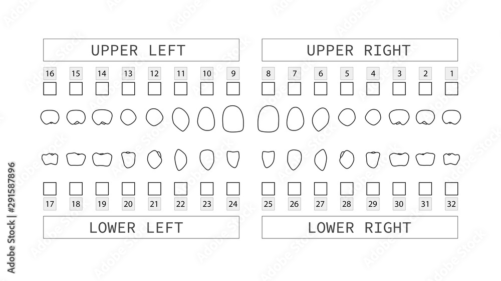 Teeth numbering chart for adult teeth. Dentist numbering system. Vector. Stock Vector Adobe Stock