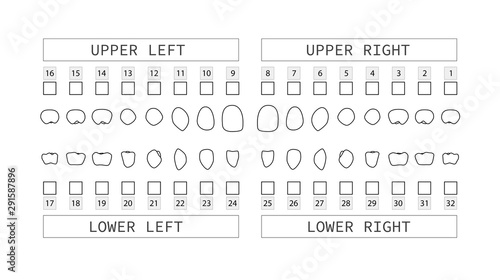 Teeth numbering chart for adult teeth. Dentist numbering system. Vector.