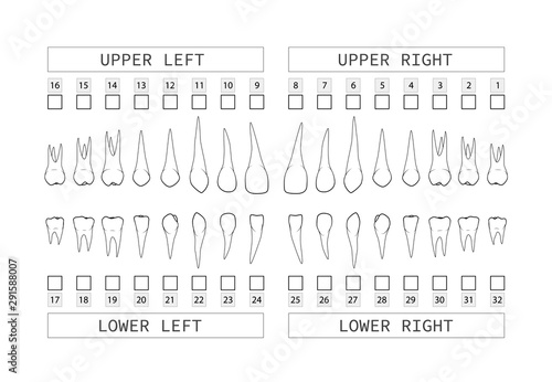 Teeth with roots numbering chart for adult teeth. Dentist numbering system. Vector.
