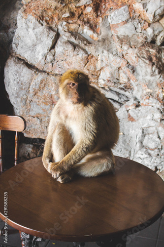 Monkey in Gibraltar