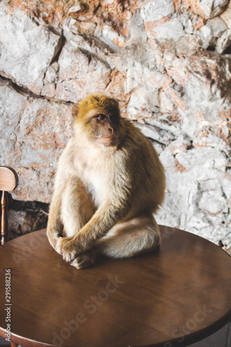 Monkey in Gibraltar