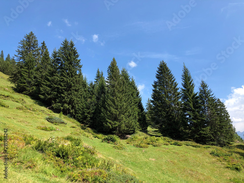 Evergreen or coniferous forests on the slopes of the Oberseetal alpine valley and in the Glarnerland tourist region, Nafels (Näfels or Naefels) - Canton of Glarus, Switzerland photo