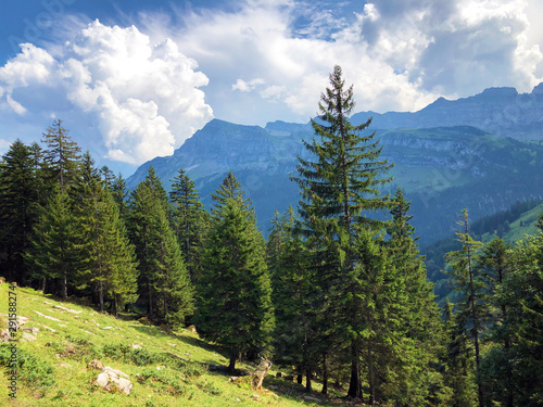 Evergreen or coniferous forests on the slopes of the Oberseetal alpine valley and in the Glarnerland tourist region, Nafels (Näfels or Naefels) - Canton of Glarus, Switzerland photo