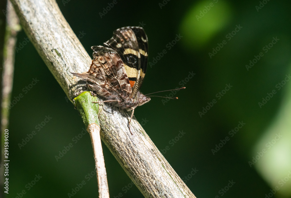 Yellow Admiral Butterfly on a branch Yellow Admiral Butterfly on a branch