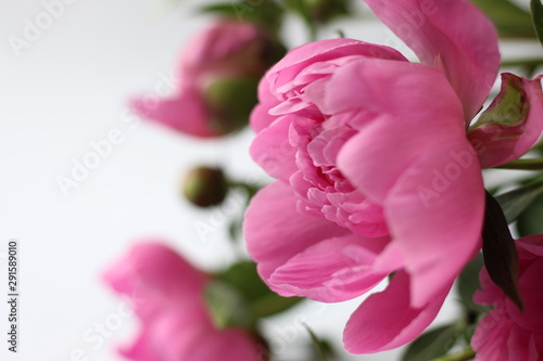 light pink peony bud on a white background