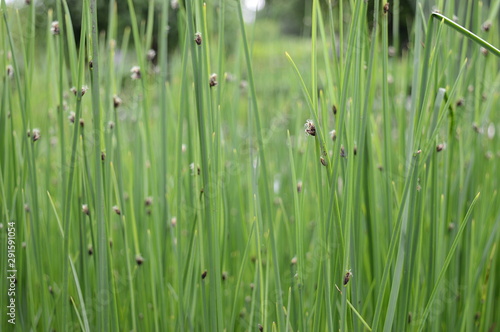 Closeup Schoenoplectus tabernaemontani commonly known as Scirpus validus with blurred background in damp area