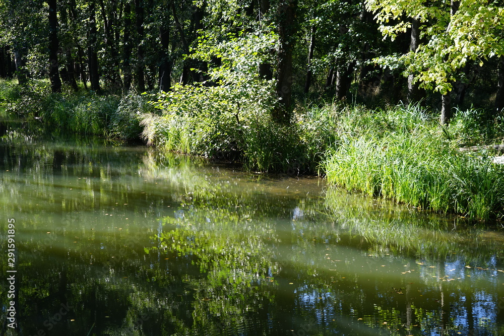 Wilde, sonnige Flusslandschaft im Spreewald Wilde, sonnige Flusslandschaft im Spreewald