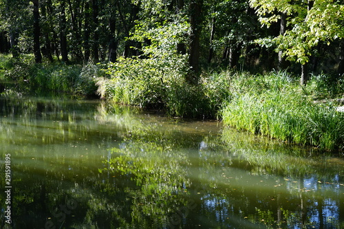 Fototapeta Naklejka Na Ścianę i Meble -  Wilde, sonnige Flusslandschaft im Spreewald
