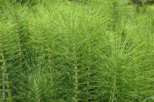 Closeup Equisetum telmateia known as great horsetail with blurred background in garden