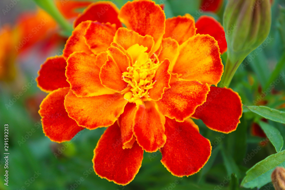 Marigold flowers. Top view. Close-up. Background. Scenery. Marigold flowers. Top view. Close-up. Background. Scenery.