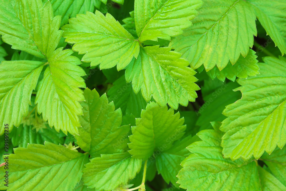 Beautiful green leaves of wild strawberry. Top view. Close-up. Background. Texture. Beautiful green leaves of wild strawberry. Top view. Close-up. Background. Texture.