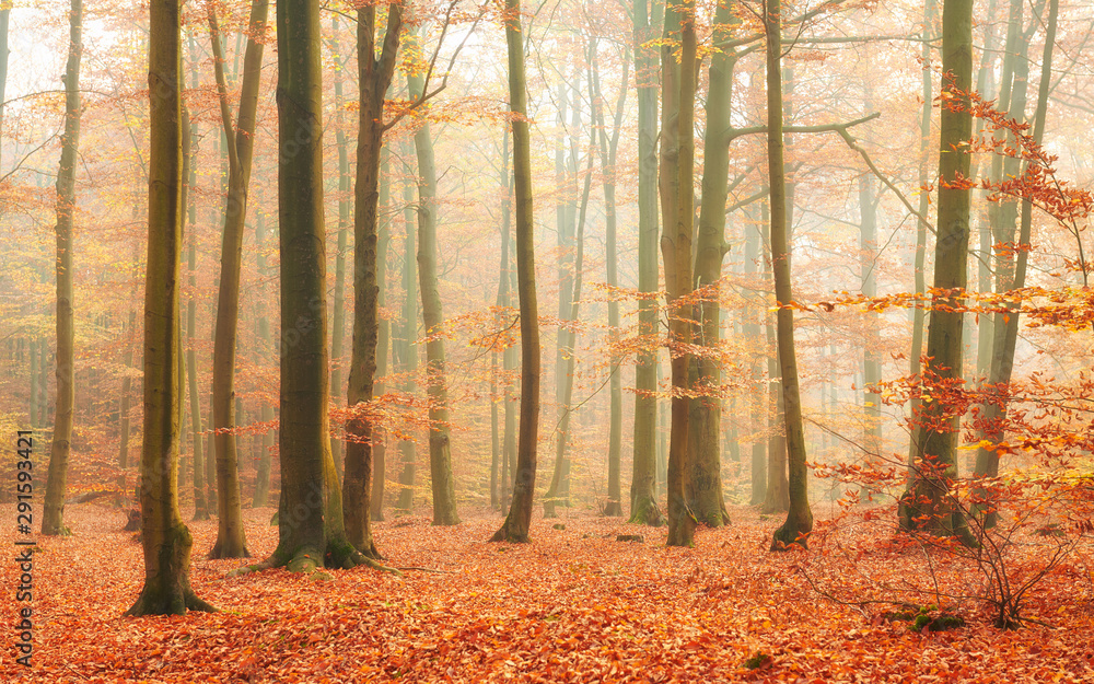 Fototapeta premium Autumn in old beech forest