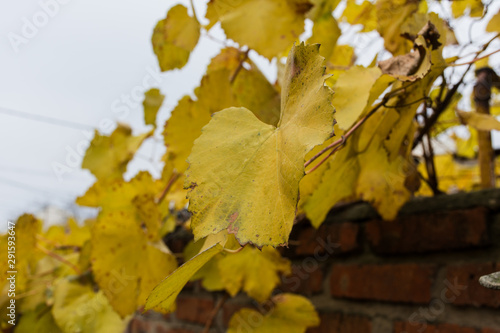 Yellow grape leaves on a brick wall