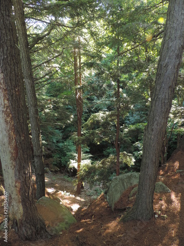 Trees in the forest