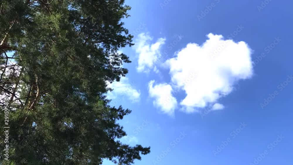 Timelapse blue sky, white cloud, green pine branches and needles on a summer sunny day. Timelapse blue sky, white cloud, green pine branches and needles on a summer sunny day.