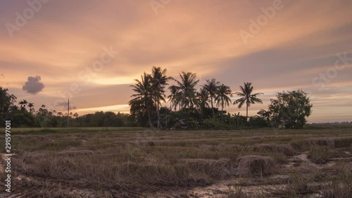 Wallpaper Mural Timelapse sunset of rice paddy field during sunset with background of coconut trees and small hut at Bukit Mertajam, Penang. Torontodigital.ca