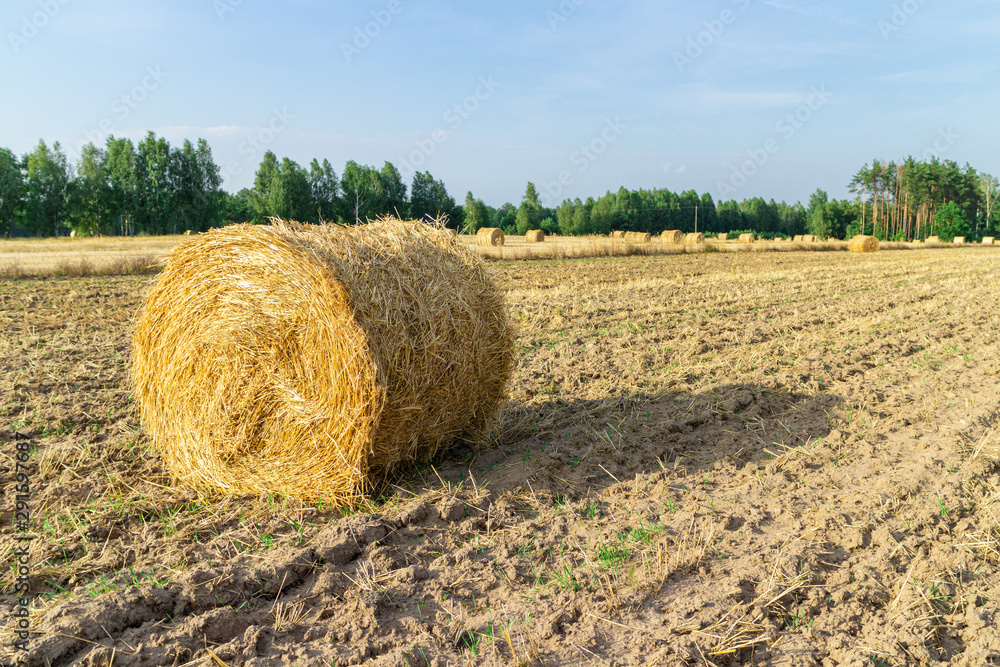 Gold straw bales in stubble field.