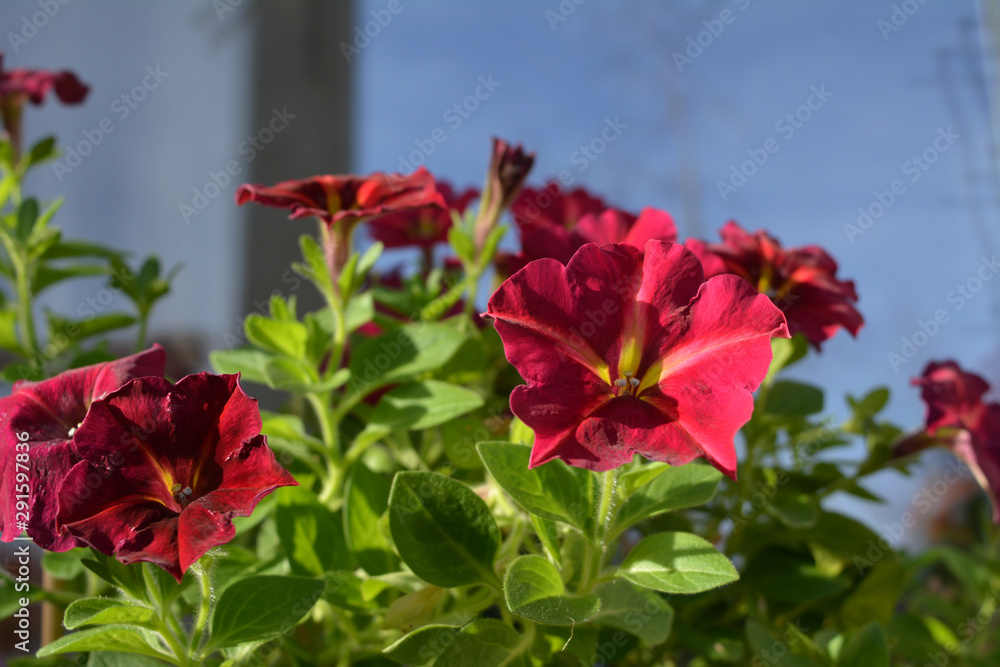 Bright petunia flowers in sunny spring day. Bright garden on the balcony.