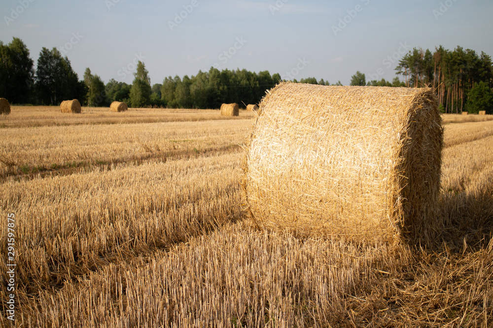 Gold straw bales in stubble field.