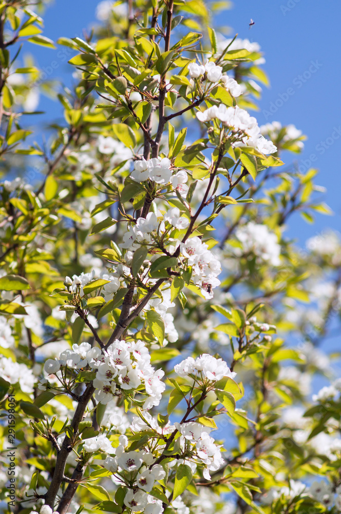 Photo of a beautiful pear blossom. Selective focus. Photo of a beautiful pear blossom. Selective focus.