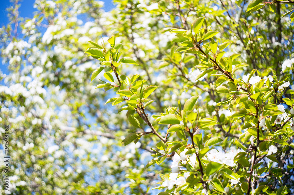 Photo of a beautiful pear blossom. Selective focus. Photo of a beautiful pear blossom. Selective focus.