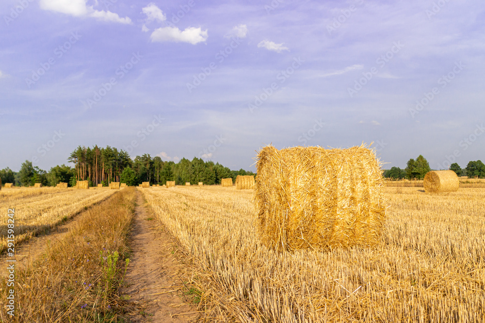 Fototapeta premium Straw bales in stubble field next to dirt road.
