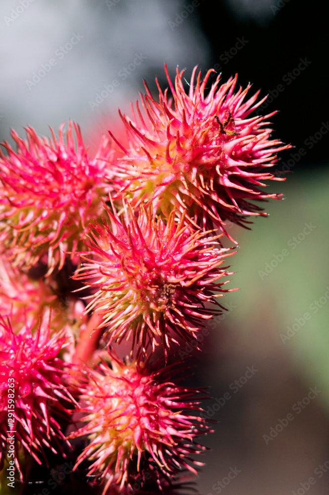 Castor oil plant in the garden. Selective focus. Castor oil plant in the garden. Selective focus.